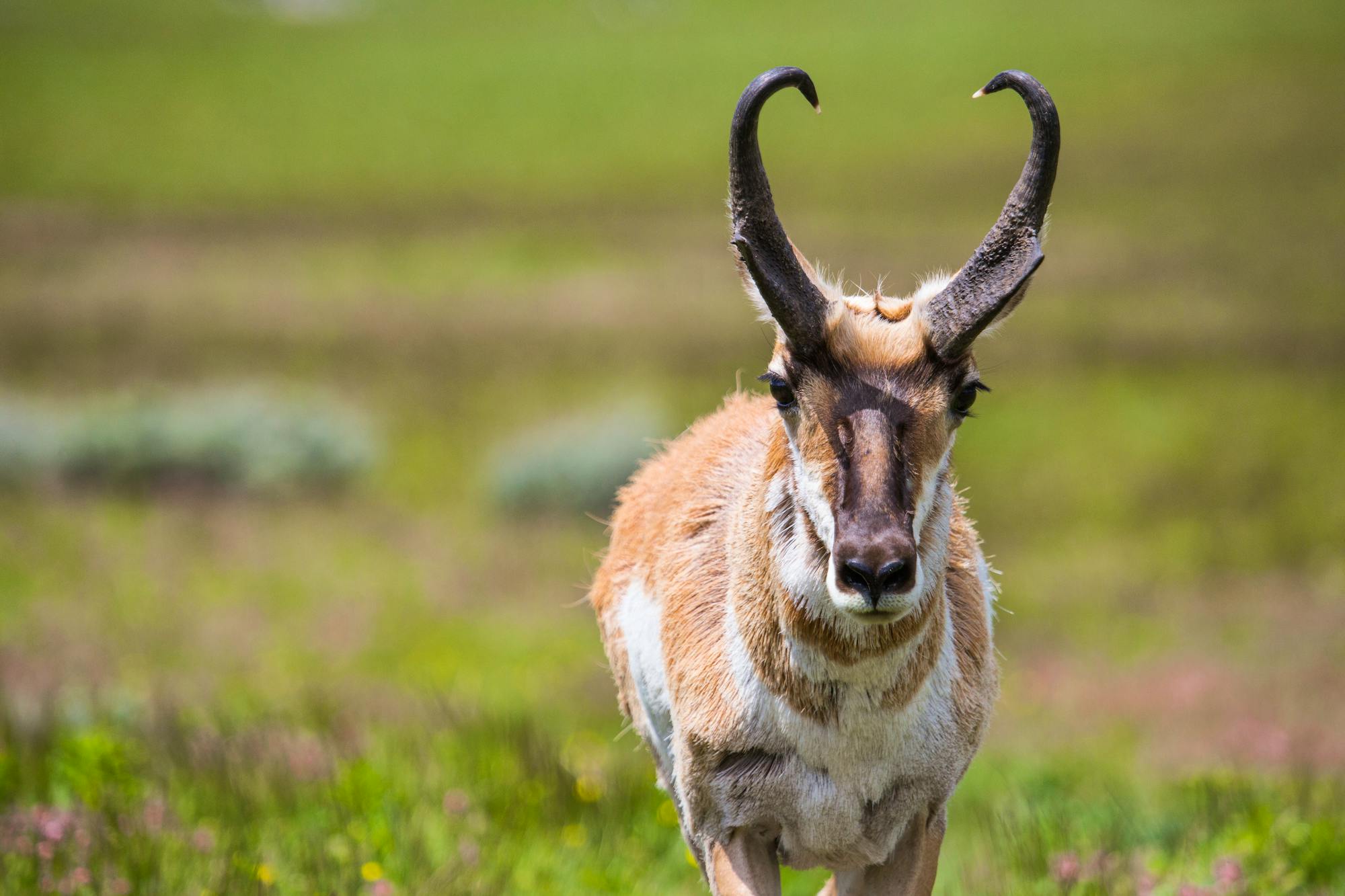 Pronghorn Stare - Yellowstone National Park - Blacktail Dear Plateau